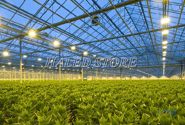 Ứng dụng của chip LED 50w 36V chiếu sáng nông nghiệp