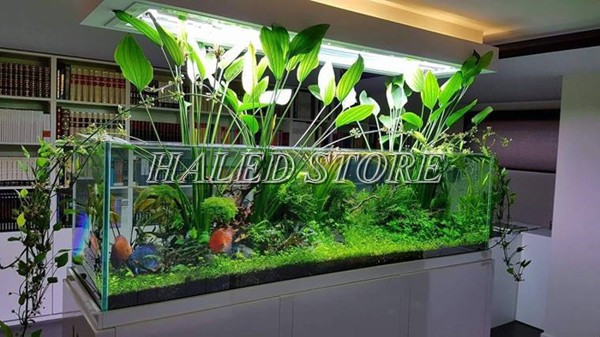 Công suất tác động đến độ sáng của hồ thủy sinh