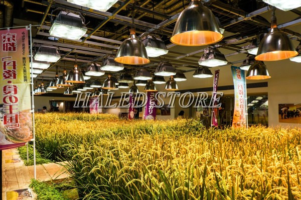 Đèn LED pha 1000w ứng dụng chiếu sáng trong nông nghiệp