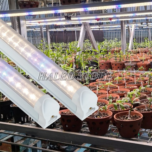 Đèn LED trồng phong lan dạng tuýp T5