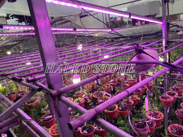 Đèn LED giúp hoa phong lan tăng trưởng tốt