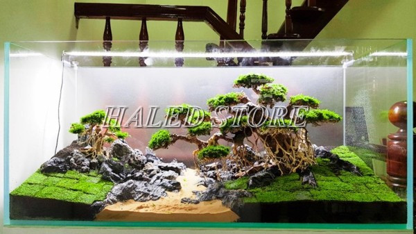 Bể thủy sinh cần phải đảm bảo đủ ánh sáng