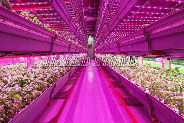 Cây trồng dưới ánh sáng nhân tạo