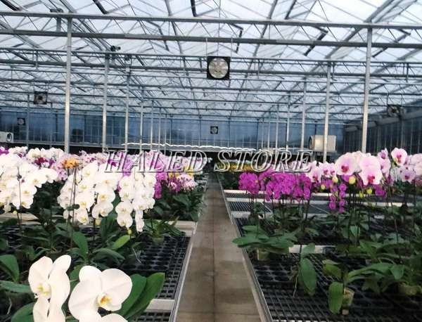 Chiếu sáng cho lan bằng đèn huỳnh quang