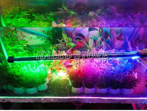 Màu sắc ánh sáng nổi bật của đèn T4