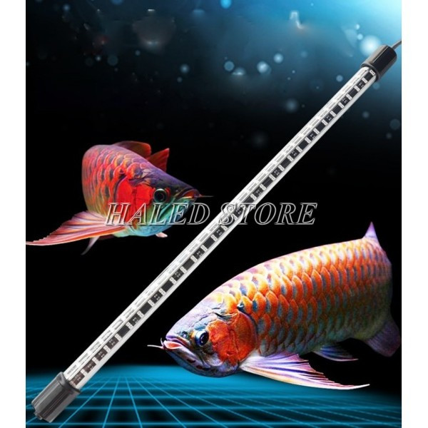 Đèn LED chuyên dụng cho nuôi cá rồng