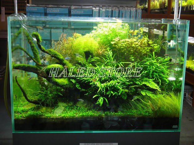 Đèn LED hồ cá sáng yếu