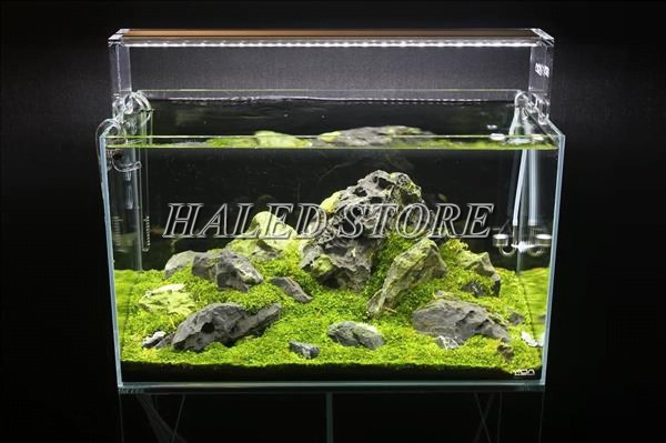 Mẫu đèn LED kẹp thành bể 50cm