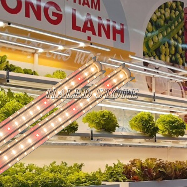 Đèn tuýp LED chuyên dụng trồng rau