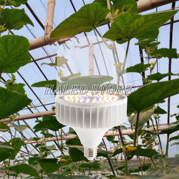 Đèn LED bulb chiếu sáng cây trồng