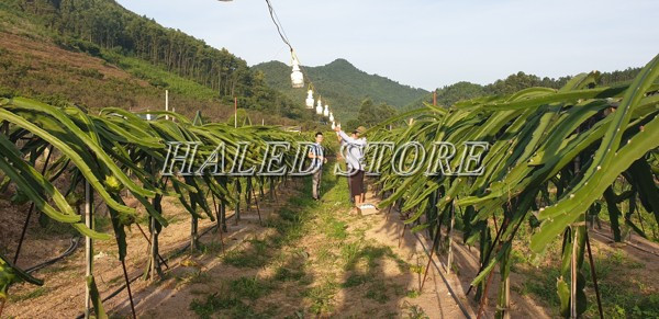 Sản phẩm giúp cây thanh long đậu hoa và ra trái nhanh hơn