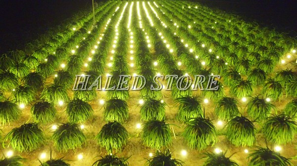 Hệ thống chiếu sáng vườn cây thanh long bằng đèn LED