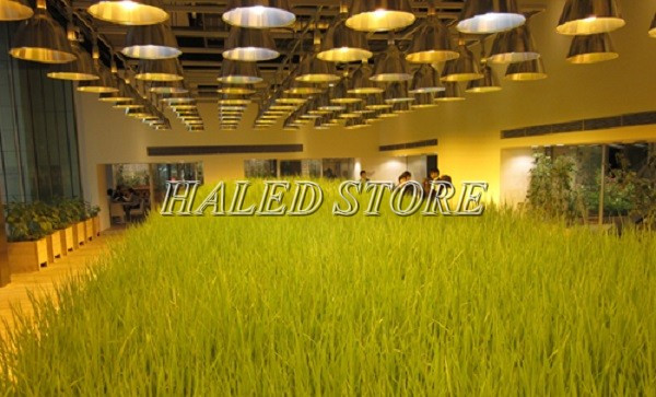 Đèn LED có thể được dùng để trồng lúa