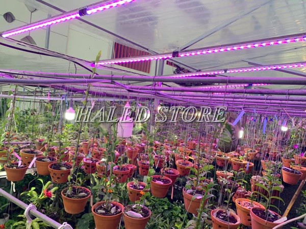Đèn quang hợp cho lan kích thích tăng trưởng cây lan