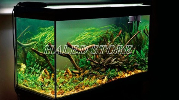 Bể thủy sinh sinh động hơn nhờ đèn LED