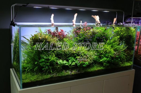 Sử dụng đèn cho bể thủy sinh hợp lý cây cối sẽ phát triển tốt