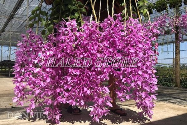 Hình dáng lan Phi Điệp