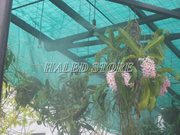 Tạo độ ẩm cho lan bằng việc phun sương