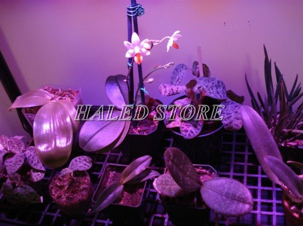 Trồng lan dưới ánh sáng nhân tạo