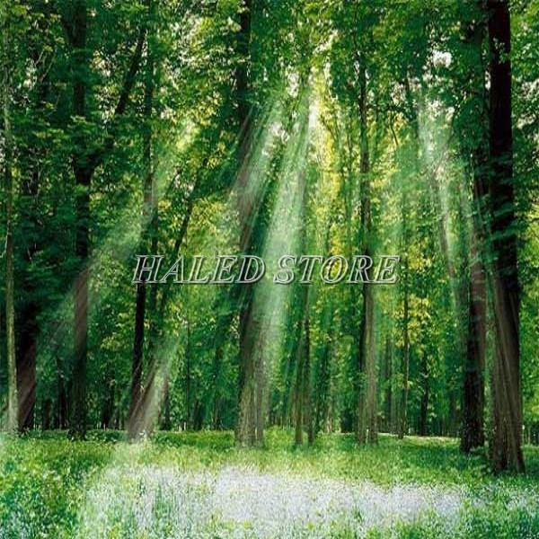 Ánh sáng có vai trò quan trọng trong cuộc sống