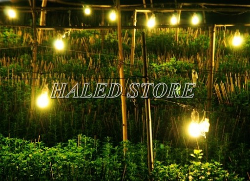 Dùng bóng đèn  LED E27 chiếu sáng cho cây hoa cúc