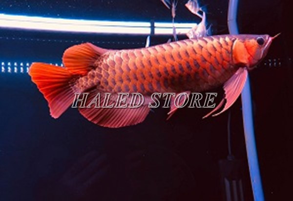 Ứng dụng đèn T8 10000K cho cá rồng