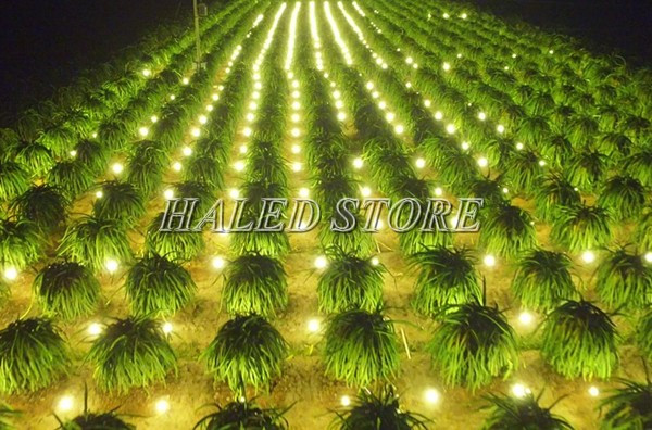 Ứng dụng chip LED trong đèn bulb chiếu sáng vườn thăng long