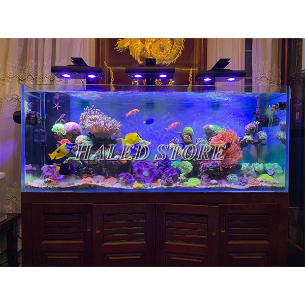 Đèn hồ cá biển tăng tính thẩm mỹ cho hồ cá 