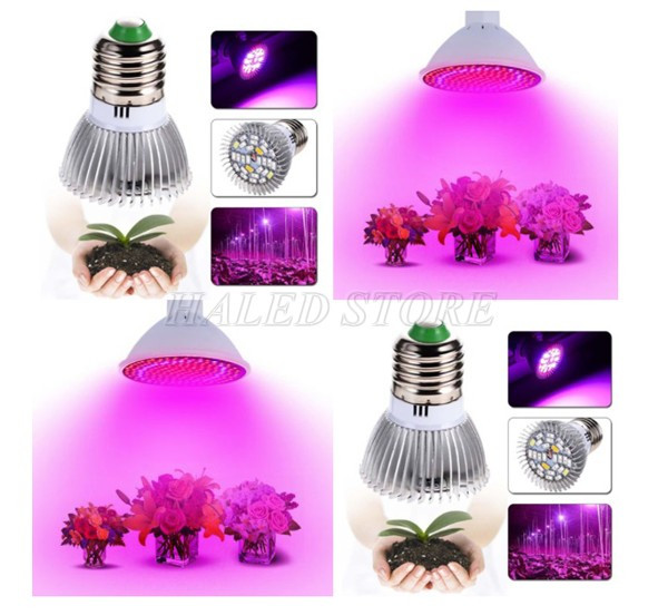 Đèn sưởi cho cây lan