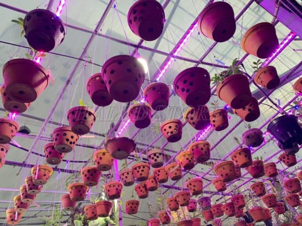 Đèn quang hợp cho hoa lan green smart light