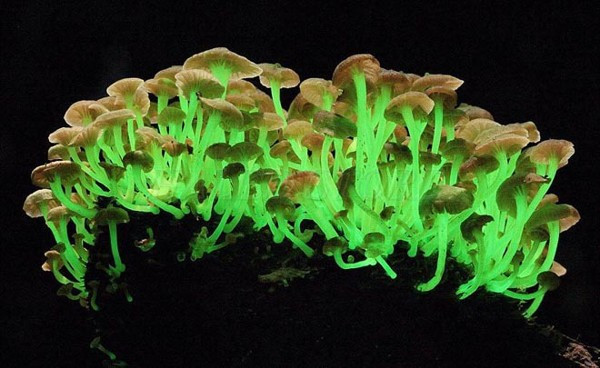 Hiện tượng lân quang