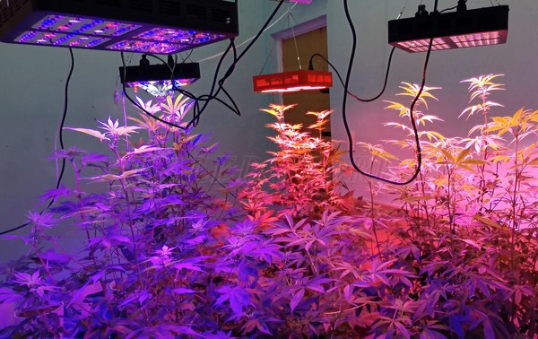 Ứng dụng chính của chip đa sắc 3w là dùng cho đèn trồng cây