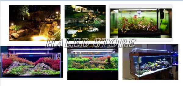 Thời gian chiếu sáng hồ cá hợp lý nhất là 8h/ngày