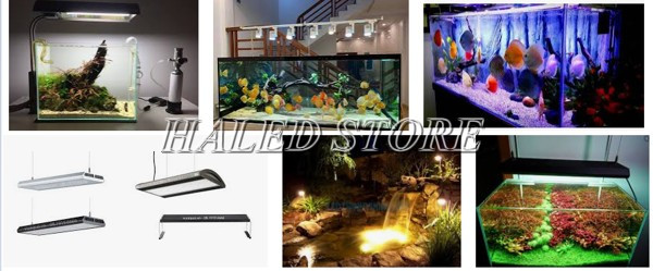 Chọn đèn LED hồ cá đúng kích thước bể cá