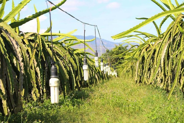 Ứng dụng đèn compact trong vườn thanh long 