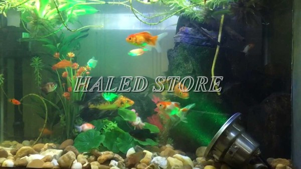 Thiết kế đèn gắn hồ cá dạng đế