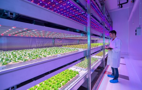 Đèn LED chiếu sáng trong nông nghiệp 