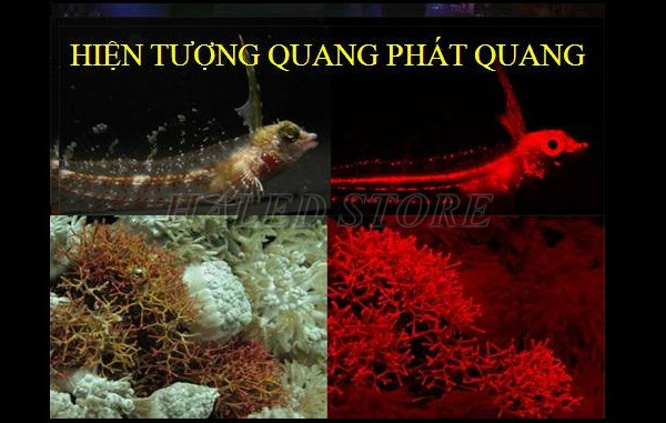 Hiện tượng quang phát quang trong tự nhiên 