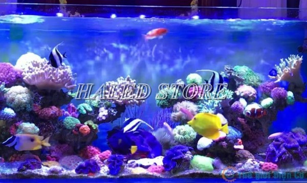 Màu đèn LED hồ cá ảnh hưởng trực tiếp đến sự sinh trưởng của cá