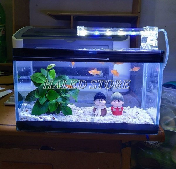 Sử dụng đèn LED hồ cá điện áp 12V