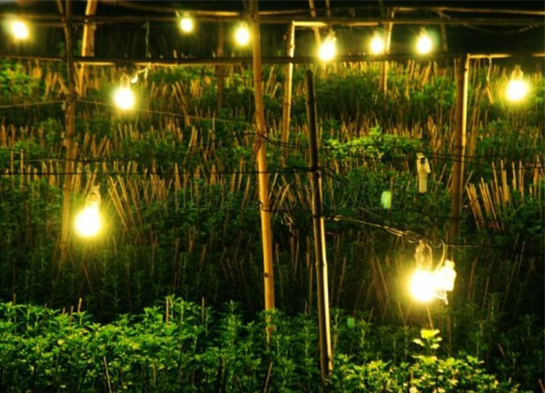 Ứng dụng chiếu sáng nông nghiệp hiệu quả