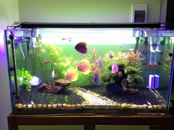 Chiếu sáng bể cá bằng đèn LED 