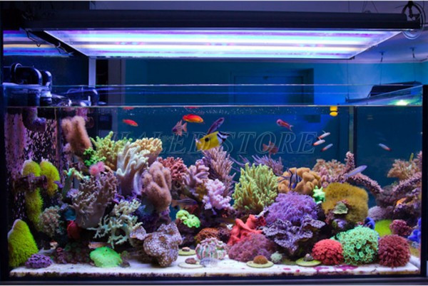 Chiếu sáng bể cá phụ thuộc vào cây trồng thủy sinh