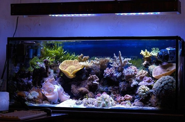 Có nên bật đèn bể cá vào ban đêm?