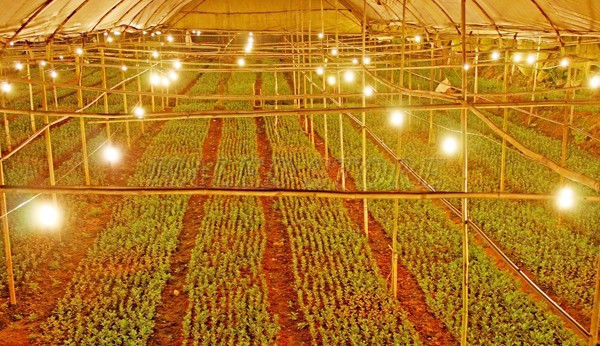 Đèn LED bulb trồng cây 