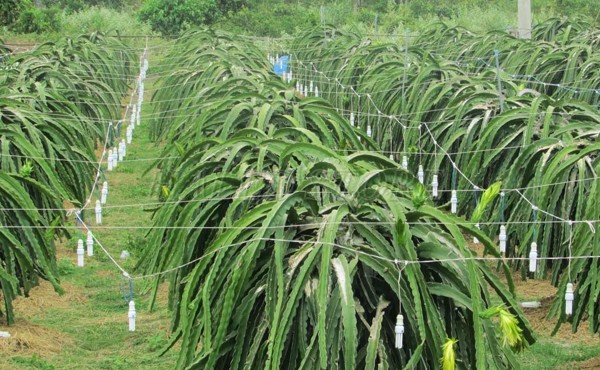 Đèn LED compact trong sản xuất thanh long 