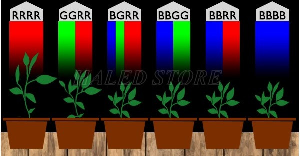 Màu sắc ánh sáng và sự phát triển của cây 