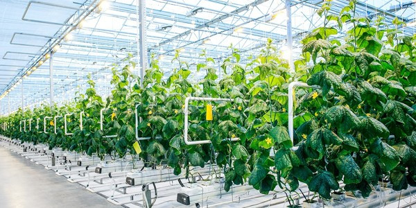 Trồng cây ăn quả sử dụng đèn LED 