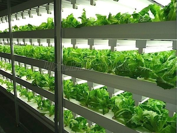 Trồng cây bằng đèn LED mô hình thủy canh 
