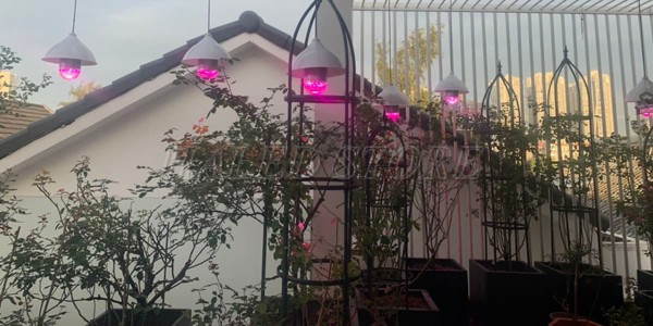 Trồng cây hoa hồng bằng đèn LED 
